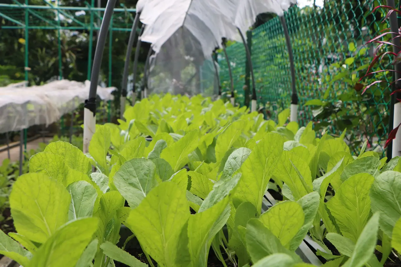 Community Garden